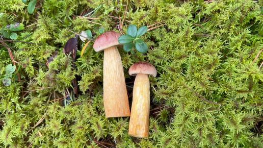 Золотистые боровики атакуют#Golden boletus attack#белые