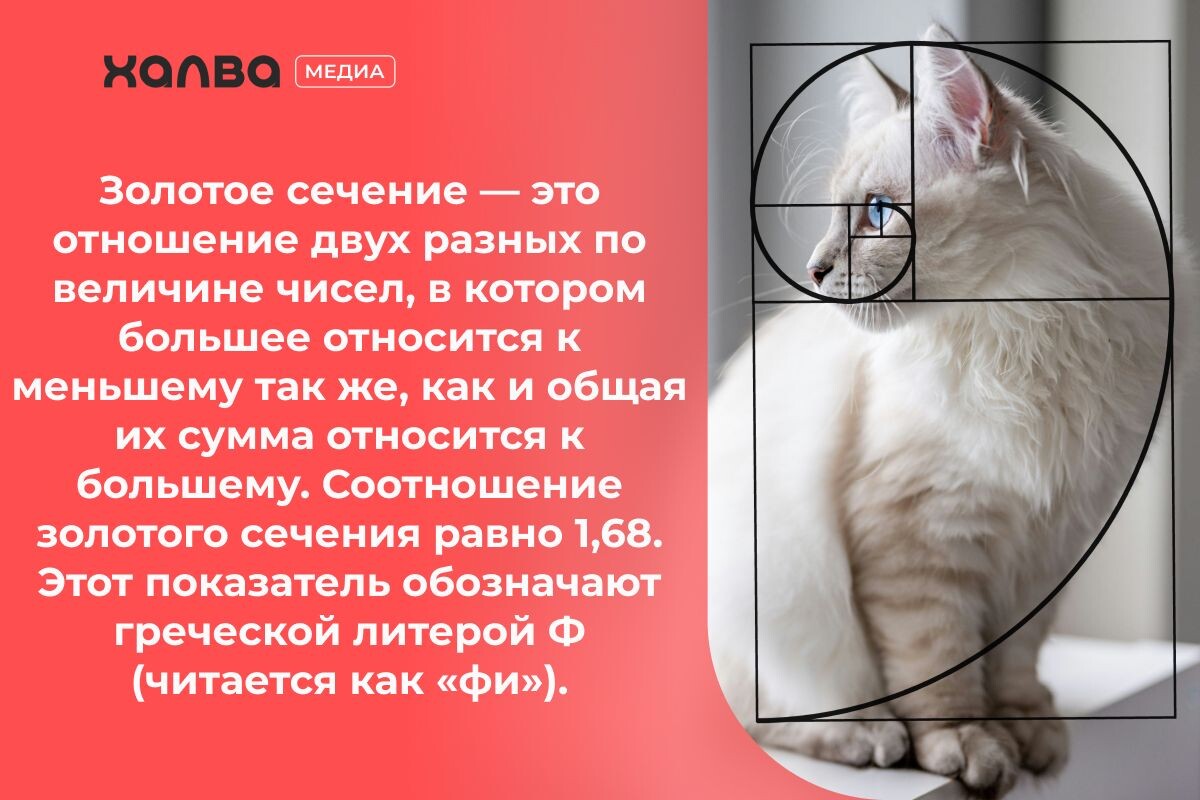 Котики идеально вписываются в гармонический канон Источник: Unsplash📷

