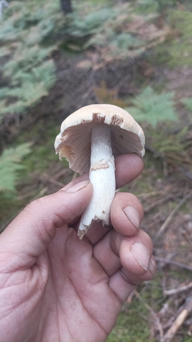   Это съедобный гриб. 