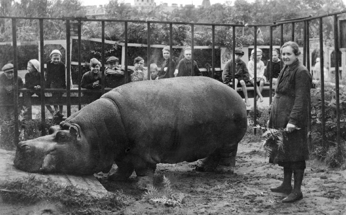 Бегемот Красавица и сотрудница Ленинградского зоопарка Евдокия Дашина, 1943 год