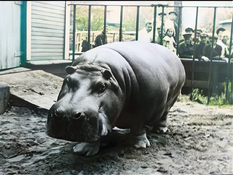 Бегемот Красавица