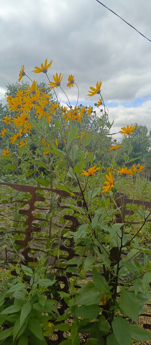 Садоводы сажают как цветы вдоль забора, красиво!