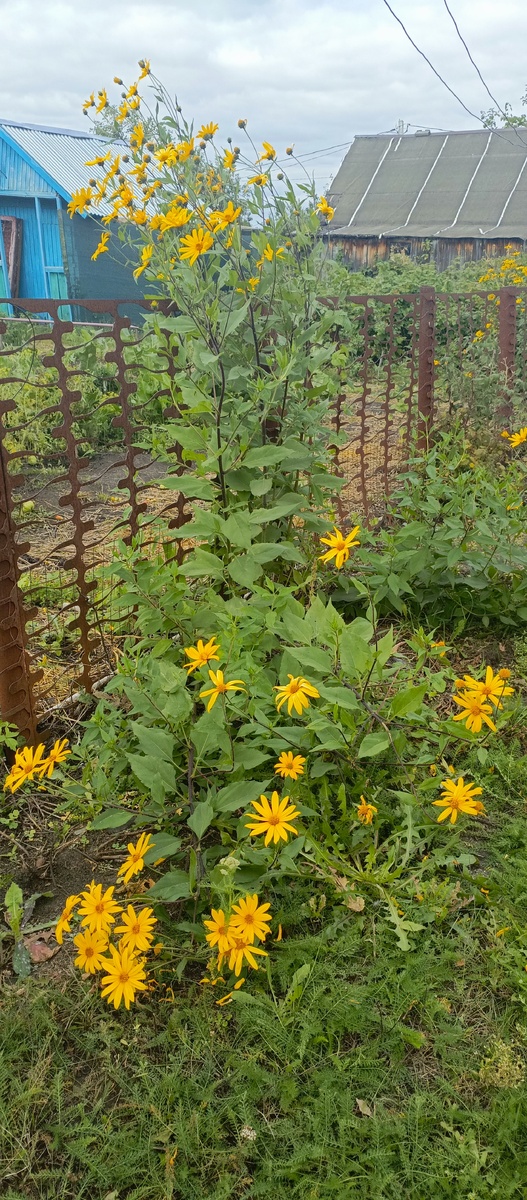 Красивые цветочки.