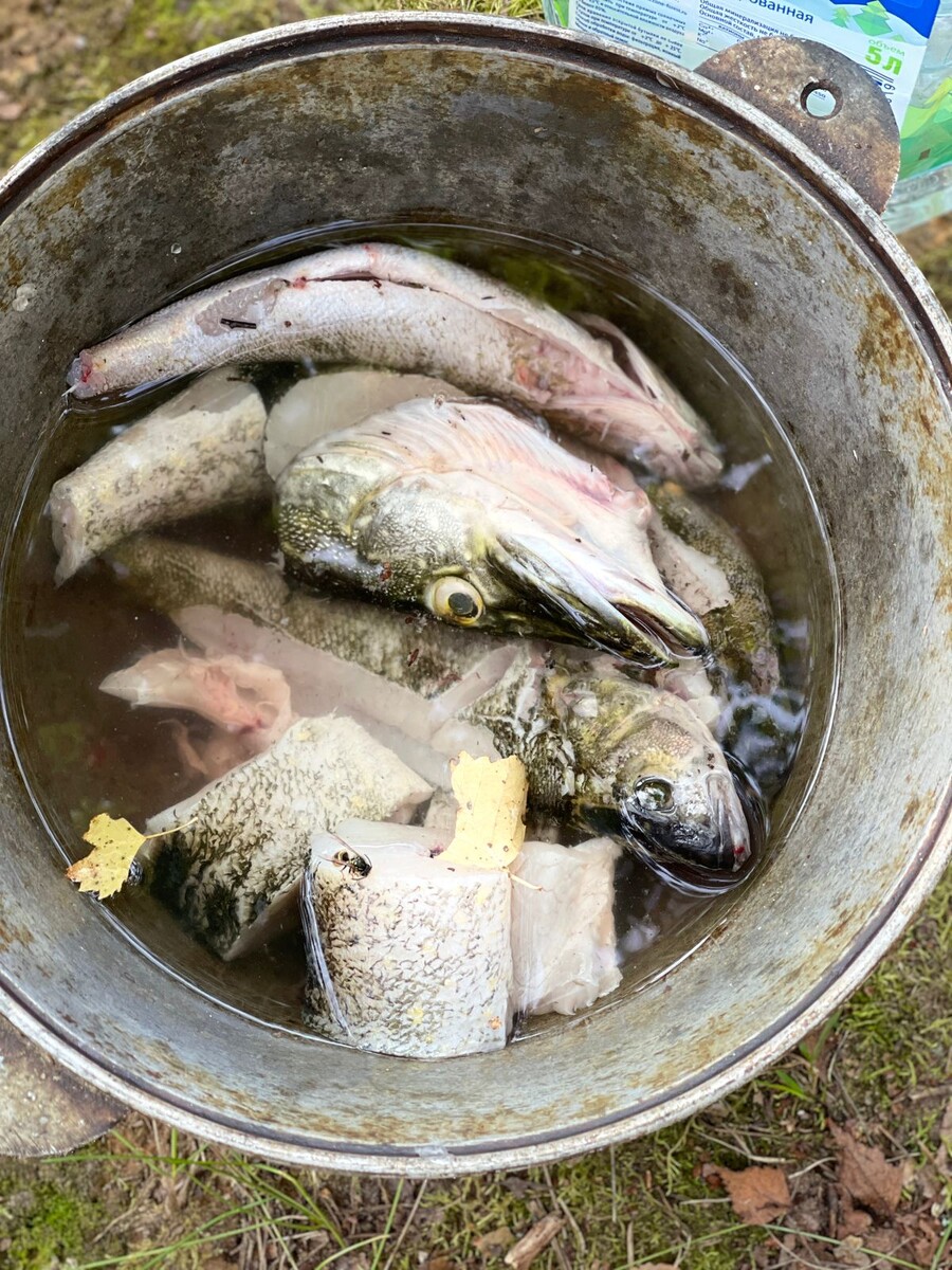 Уха из небольшой щучки и 5 окуней