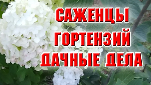 Новые саженцы. Влагозарядковый полив, уборка в цветнике