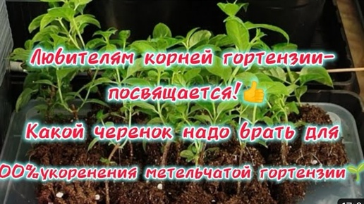 #гортензия Какой черенок надо брать для 100% укоренения метельчатой гортензии. Результат Вас порадует!🌿👍🌿