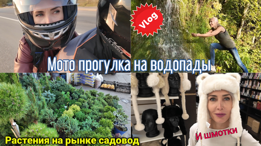 Мото прогулка на водопады. Какие растения есть на рынке садовод в Москве?