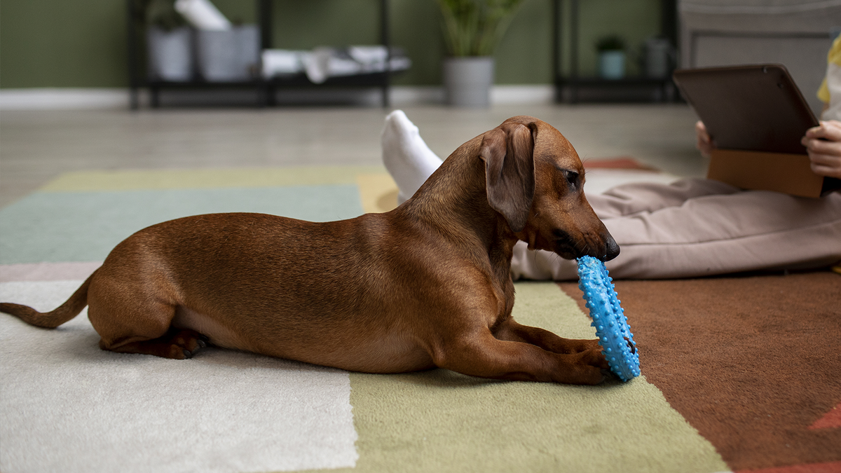    Собаки любят игрушки и часто всюду их берут с собой