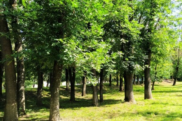    Фото: Фото: Екатерина Иванова. UG.RU