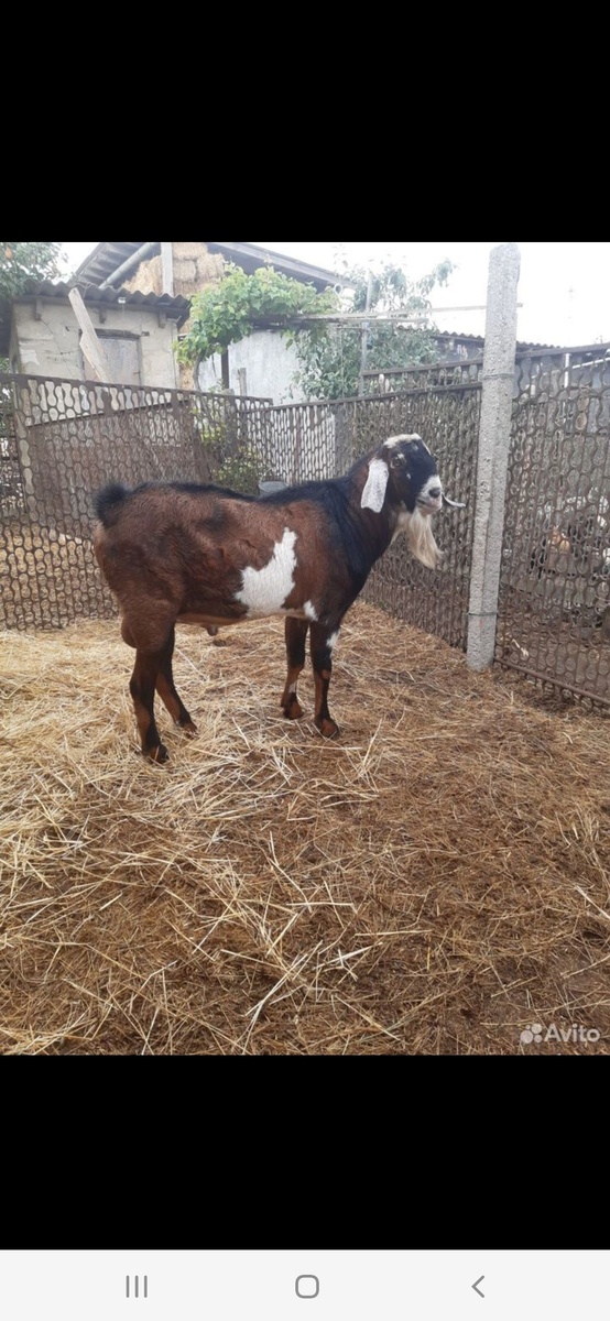 Чарли 2.5 года