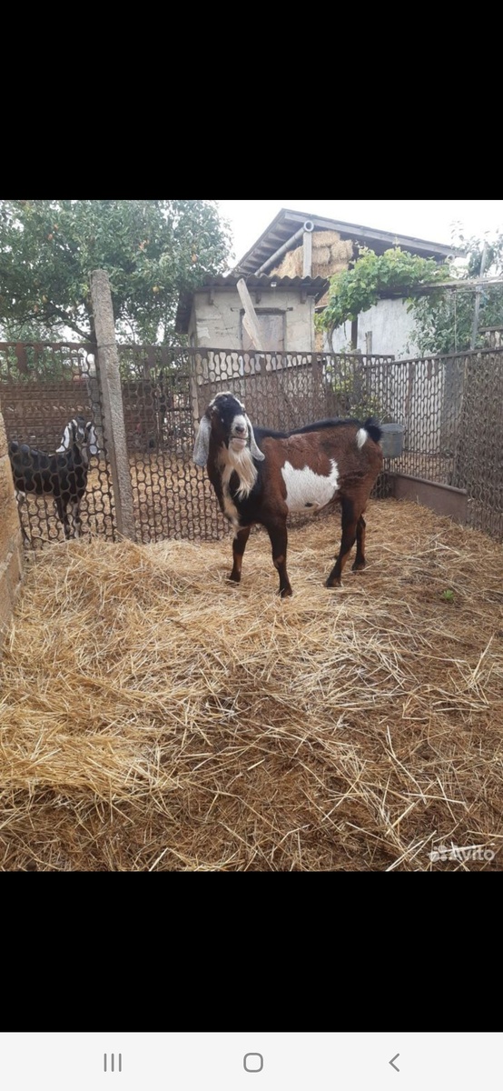 Хотели его оставить и запрягать в возжи, но трезвым умом понимаем,что на это совсем нет  времени.Да и мест в сараях маловато.