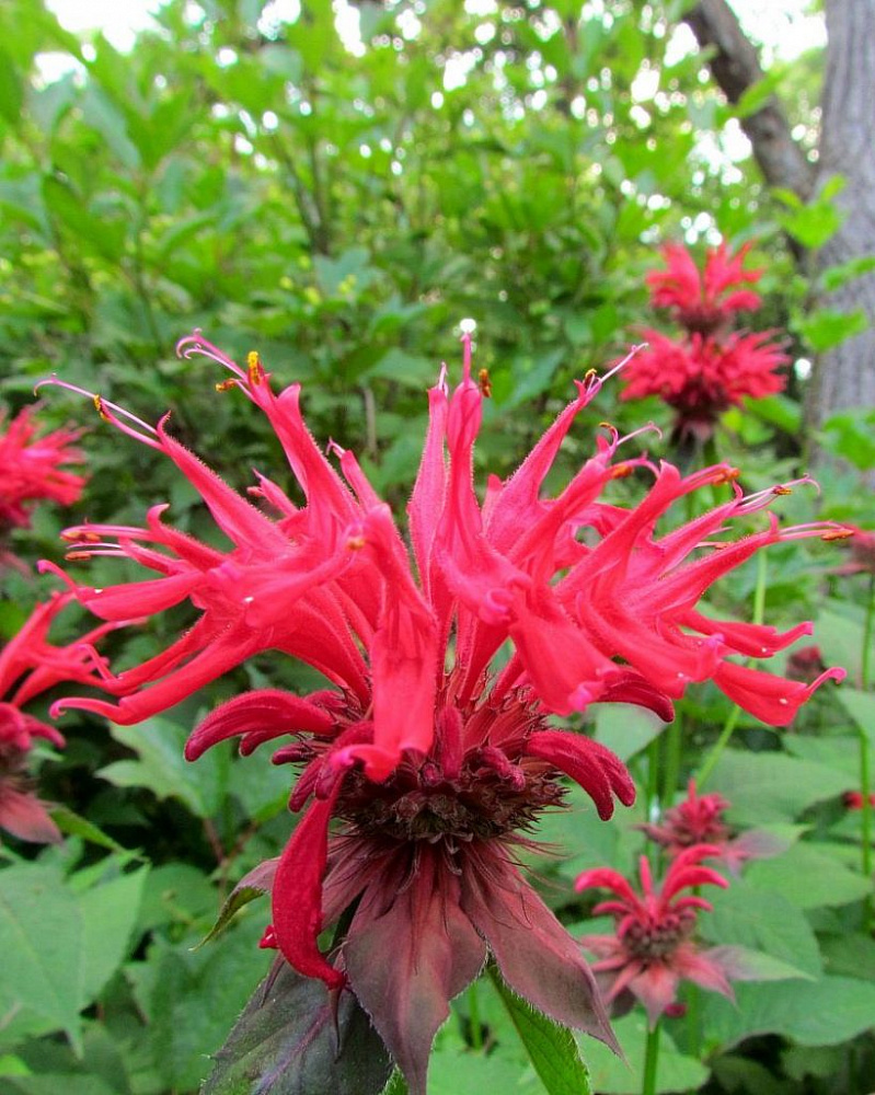 Монарда гибридная Гадэнвью Скарлет