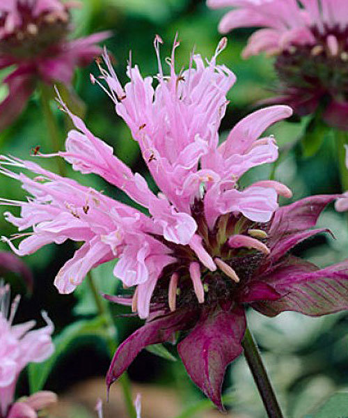 Монарда гибридная Бьюти ов Кобэм