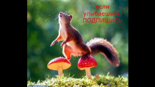 МОЛЧА ПОКЛОНИСЬ #центрприроды #животные #белка #природа #лес #деревья #отдых