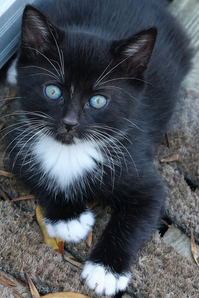 котенок