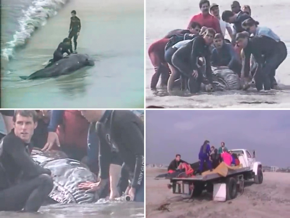 JJ забирают в океанариум SeaWorld на реабилитацию