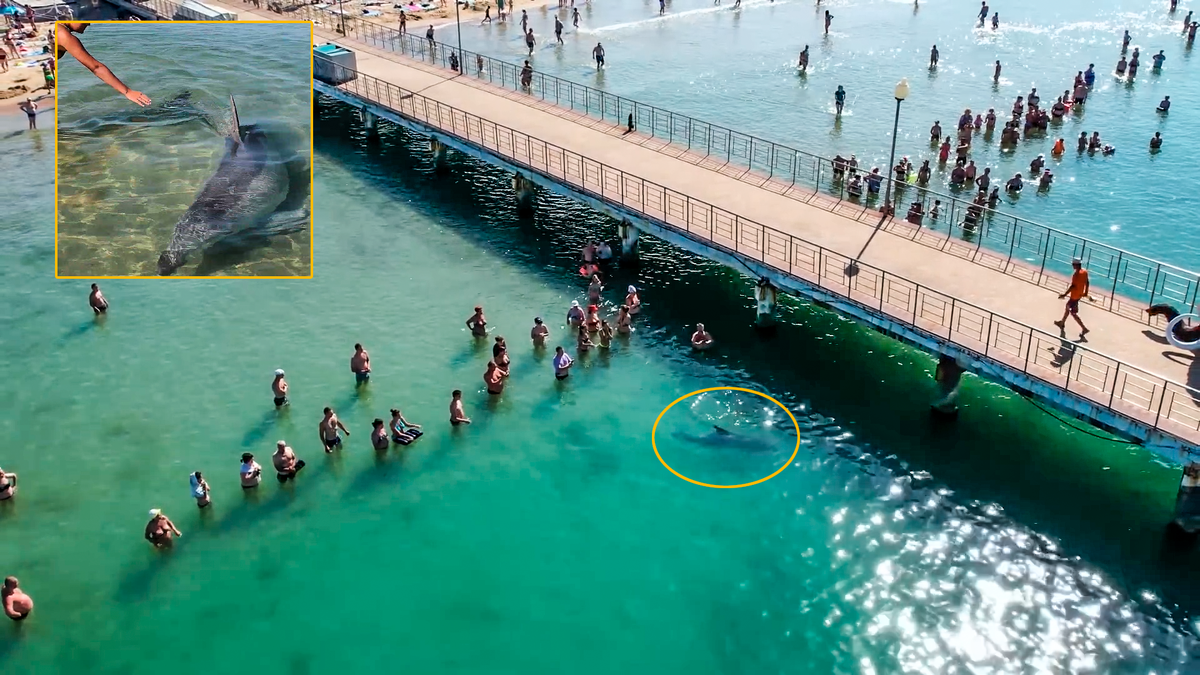 Толпа людей в Анапе, Витязево, следует за охотящимся дельфином