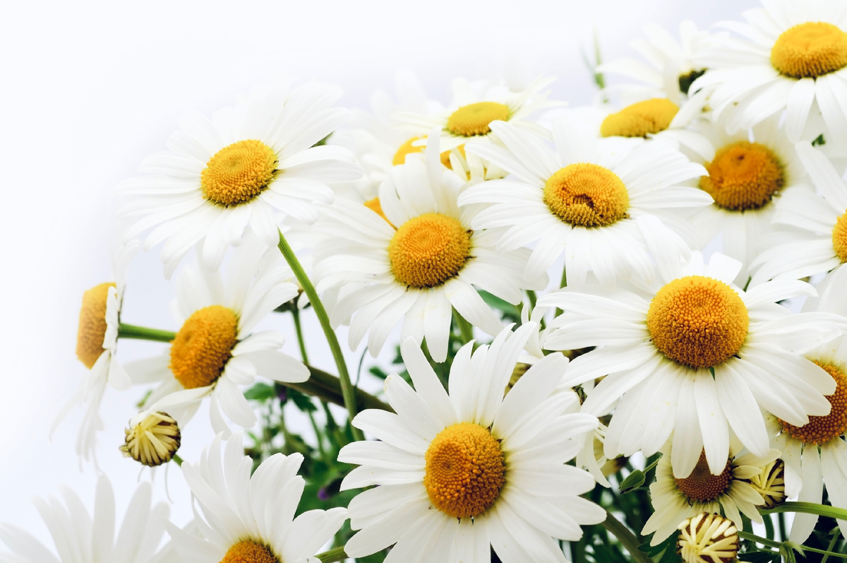 Источник: wiki.commons