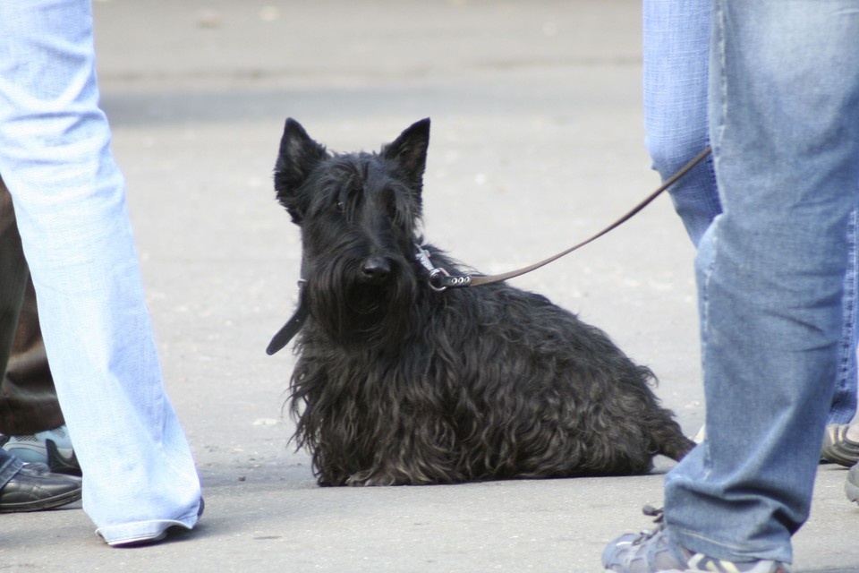    Выставка «Азия-осень» пройдет в парке «Эдельвейс» Олег УКЛАДОВ
