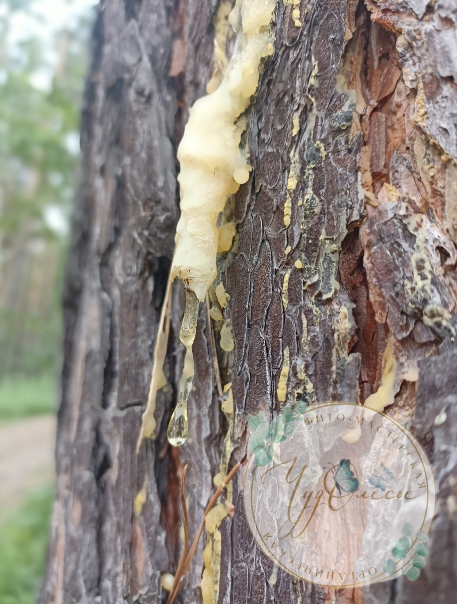 Живица сосновая натуральная. 