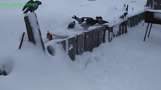 Наш голубь защищает свою недвижимость!