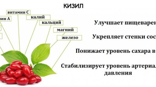 Посылка от дочери. Польза кизила.