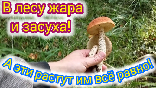 В лесу жара и засуха. А этим грибам всё равно! Подосиновики желто-бурые!