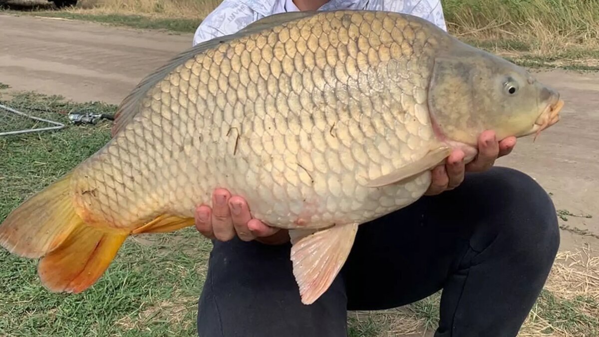     Источник: https://vk.com/wall-2426451_791902