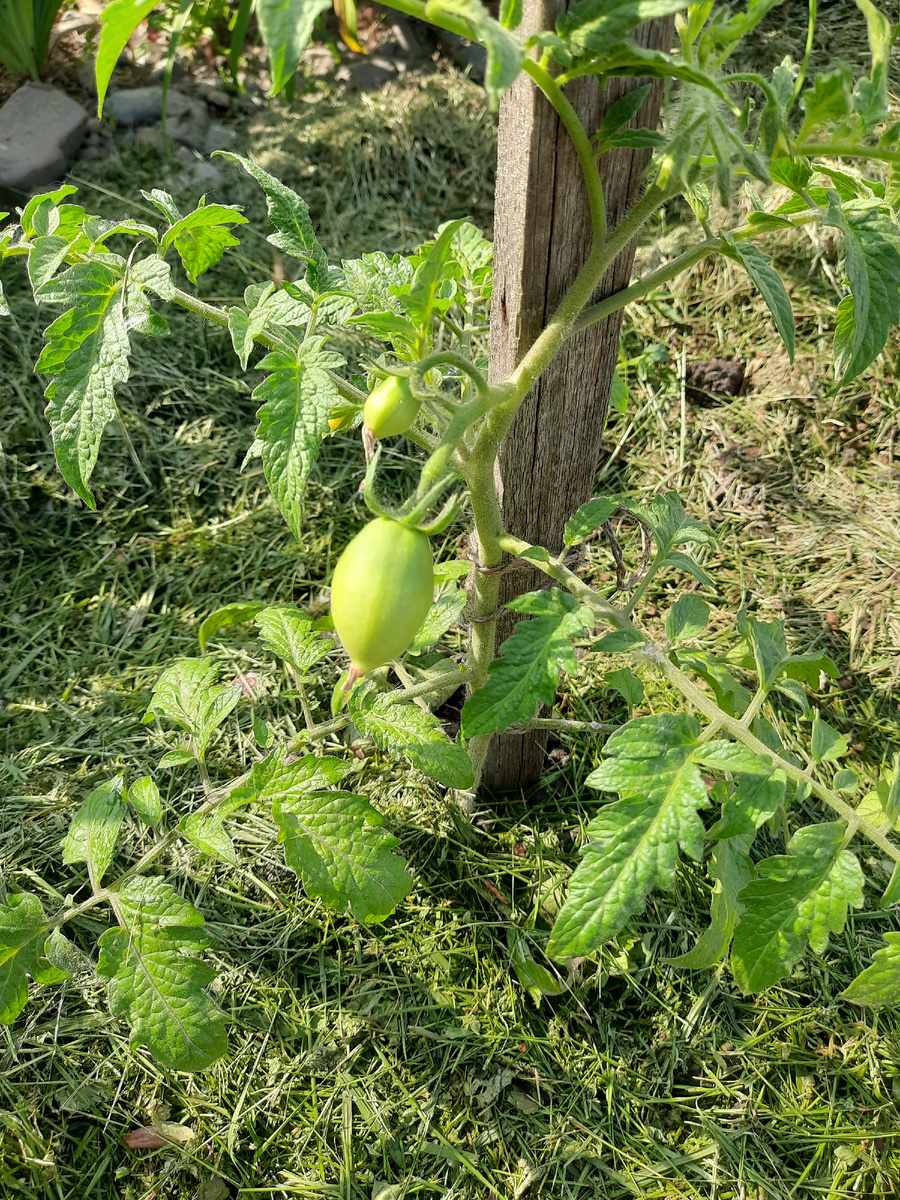 Томат низкорослый