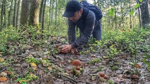 ГРИБНИК ВЫШЕЛ К БОЛОТУ И НАТКНУЛСЯ НА ПОЛЯНЫ ИЗ ОЧЕНЬ КРАСИВЫХ ГРИБОВ. ПОДОСИНОВИКИ РАСТУТ НА КОЧКАХ БОЛЬШИМИ СЕМЬЯМИ. ГРИБЫ 2023