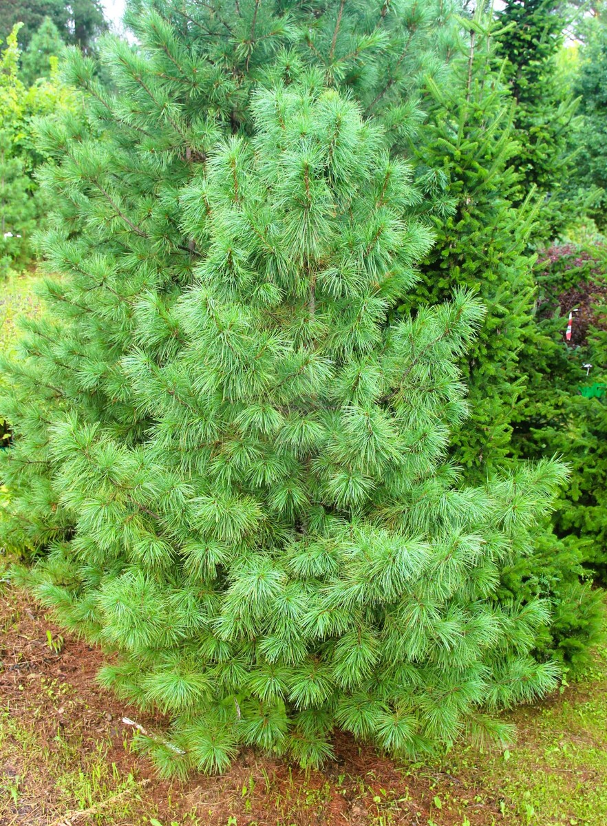 Кедр сибирский к эксклюзивному крупномеру не отнесешь. Но не начать с него мы не можем: кедр – это наше всё. Он есть любой: от 10 см до 10 м. Методом случайного выбора покажем вот этот. Его высота 330 см, возраст 18 лет