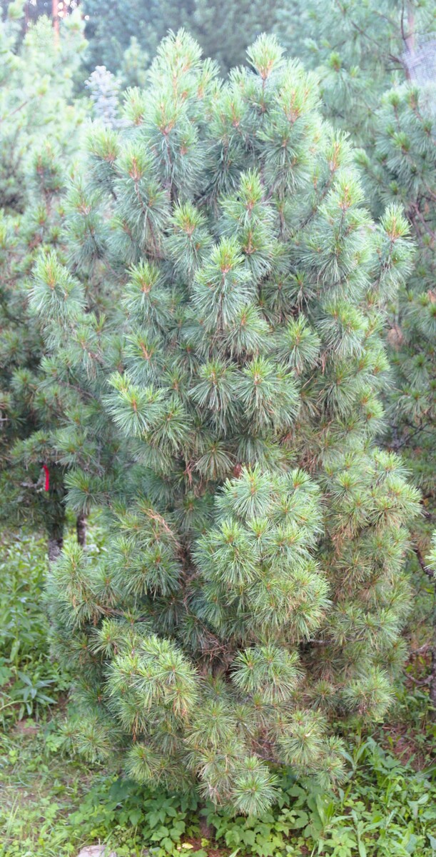 «Простого» кедра у нас много. Но не меньше и «сложного». Есть, например, серия полукарликовых скороплодных сортов. На фото 25-летняя прививка клона 054 ‘Плантационный’. Все эти 25 лет он активно плодоносит. Высота дерева 410 см. Шишек и в этом году было много, но к моменту съемки их утилизировала наша популяция белок