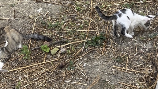 КОШКА УЧИТ КОТЕНКА ОХОТИТЬСЯ🐈‍⬛Впечатлительным не рекомендуется🔞ЖИВАЯ ПРИРОДА