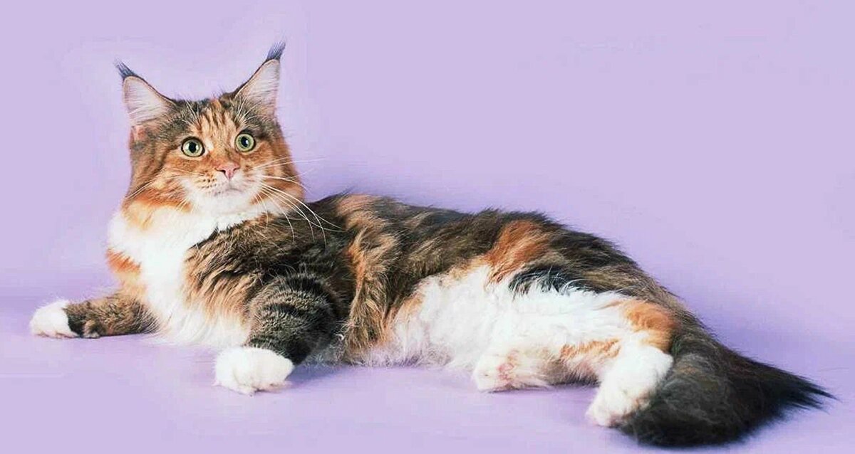 Трёхцветный мейн-кун