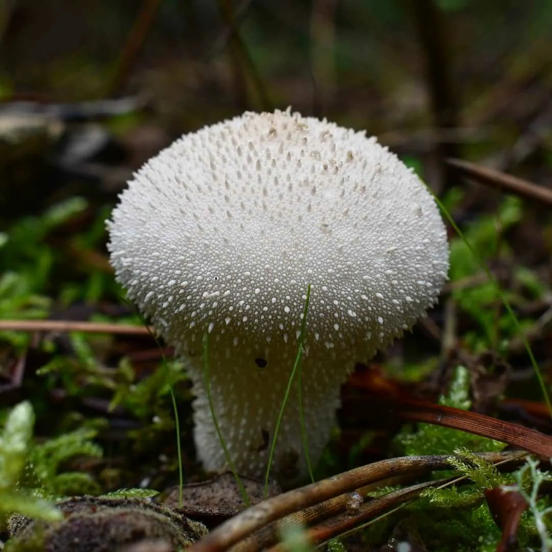И вот это не Lycoperdon marginatum! Это дождевик шиповатый. Легко перепутать, не так ли? 