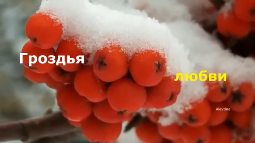 Скачать видео: ГРОЗДЬЯ ЛЮБВИ. экв. сл. Н. Алексеев, муз. В. Гольдербайн, вокал. Л. Великанова, звук. А. Макалиш, вид. А. Коновалова