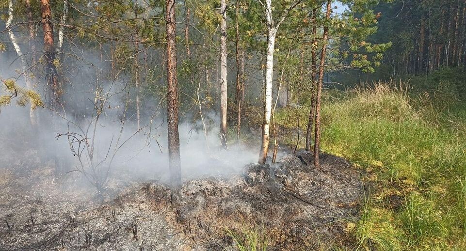    Комитет лесного хозяйства хозяйства Московской области