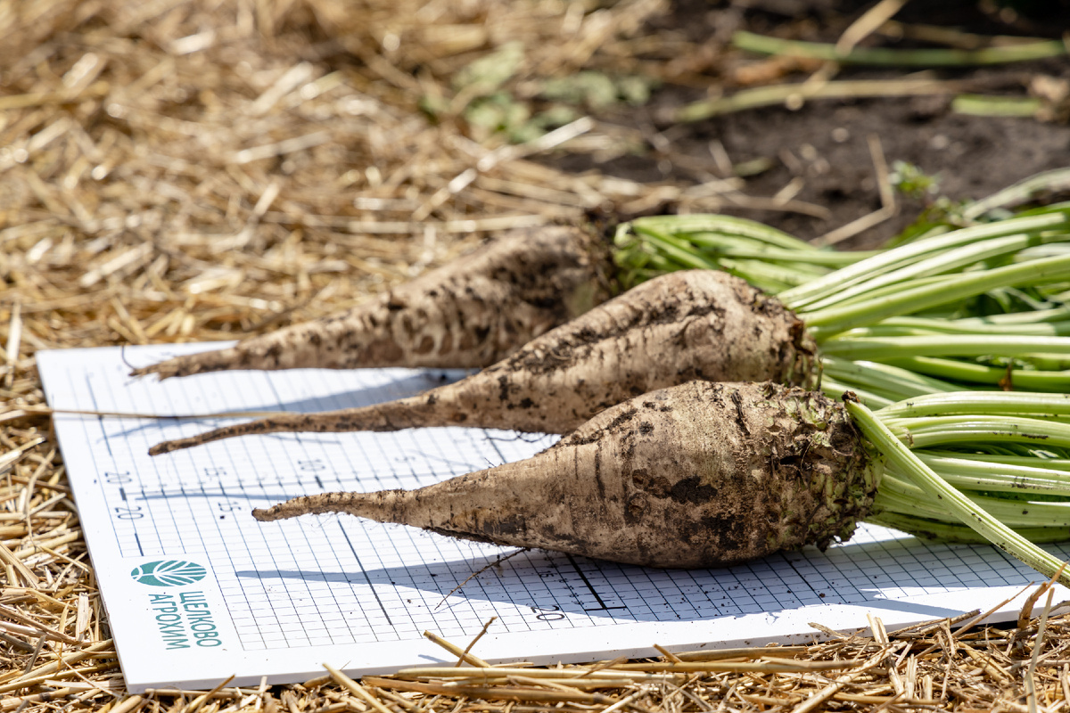 В опыте принимали участие гибриды «СоюзСемСвёкла» Буря, Прилив и Вулкан 
