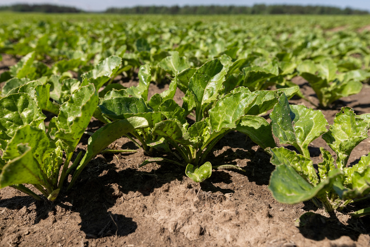 Фосфор особенно важен для растений, находящихся на начальных этапах роста 