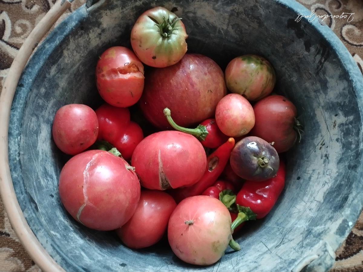 Томаты, перцы