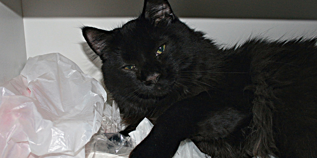 Кот помог остановить преследователя