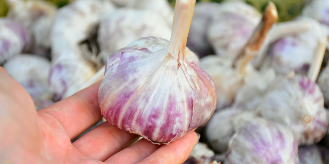 "Необычный способ хранения чеснока": не сохнет, не прорастает и сохраняется свежим до мая