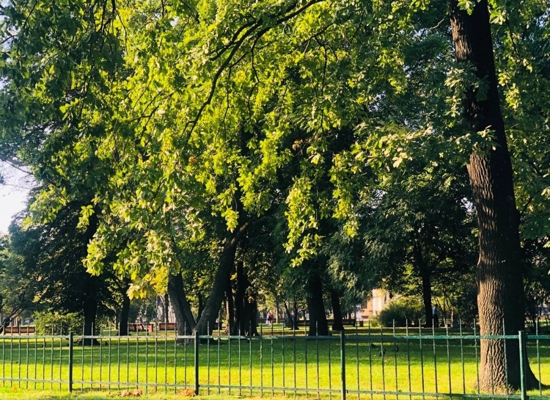 Зелень парка