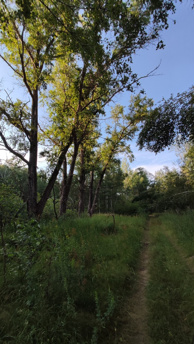 Эти деревья угадываются на фотографиях и на местности бросаются в глаза.