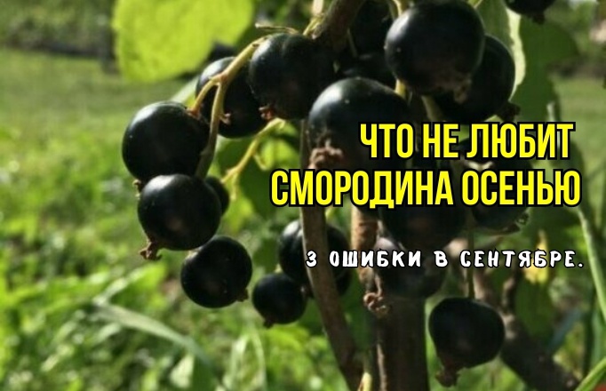 Черная смородина осенью: 3 привычных дела - и ягоды как горох, мелкие и кислые. И кусты подмерзают, урожайность ниже: агрономы советуют
