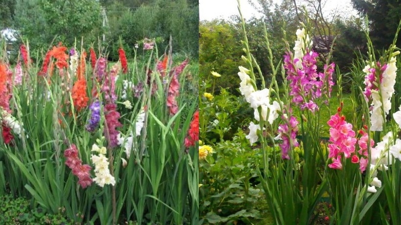 Пышные гладиолусы разных цветов гордо возвышаются над осенними цветами, словно прощаясь перед зимним отдыхом.