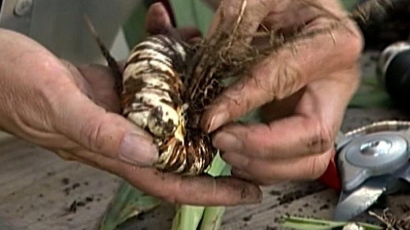 Руки садовода ловко обрезают стебли гладиолусов и раскладывают луковицы по размеру и качеству.