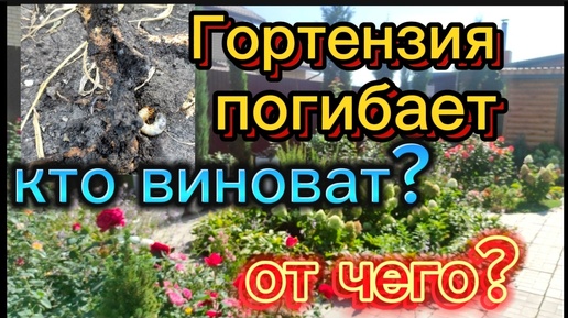 От чего погибает гортензия?