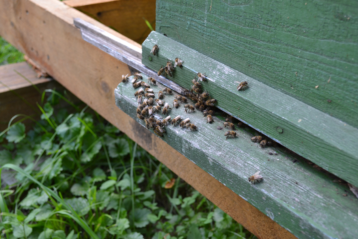 У летка в осенний период