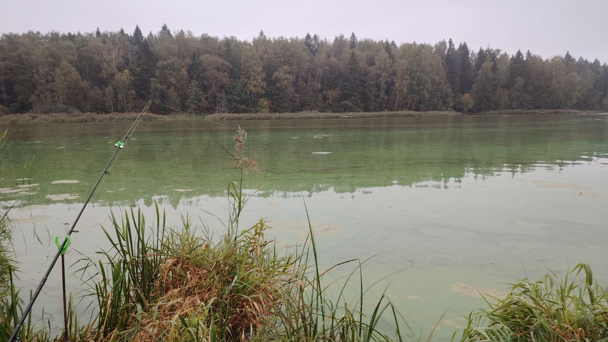 вода цветет